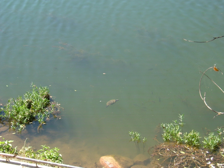 amitch_026.JPG, 10/30/2006, 384 kB