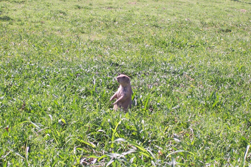 spanky_115.jpg, 10/30/2006, 577 kB