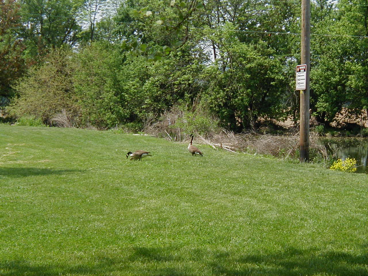 P5130016.jpg, 5/17/04, 213 kB