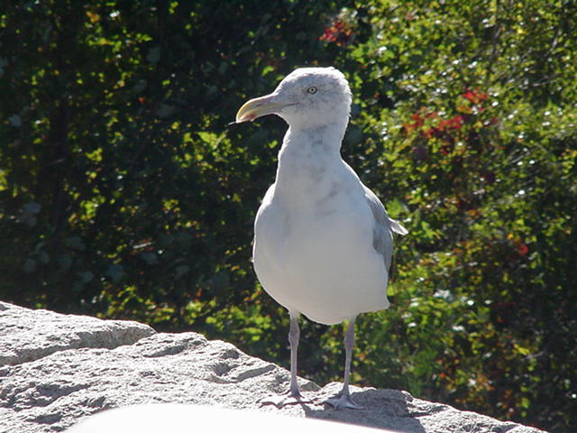 MVC-006S.JPG, 10/2/04, 66 kB